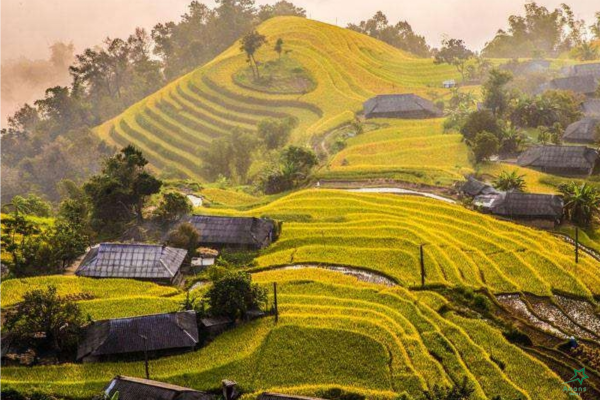 Golden rice terraces ha giang